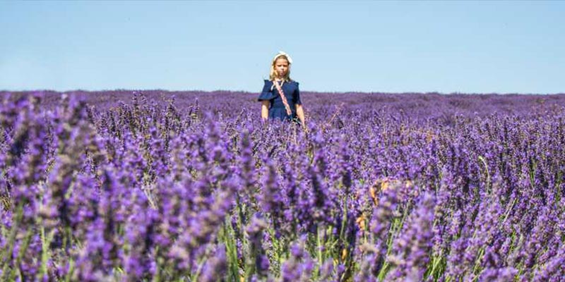 lavanda