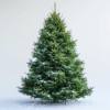 Siberian Fir