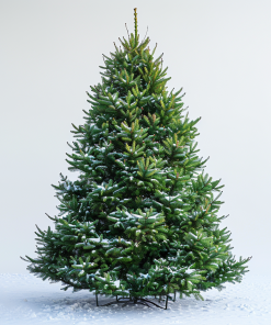 Siberian Fir